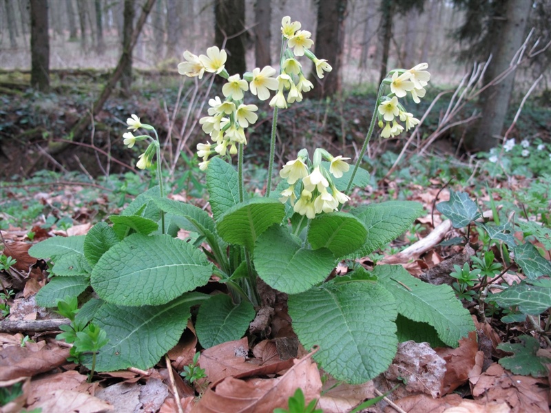 Frühblüher 14